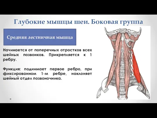 Глубокие мышцы шеи. Боковая группа Начинается от поперечных отростков всех шейных позвонков.