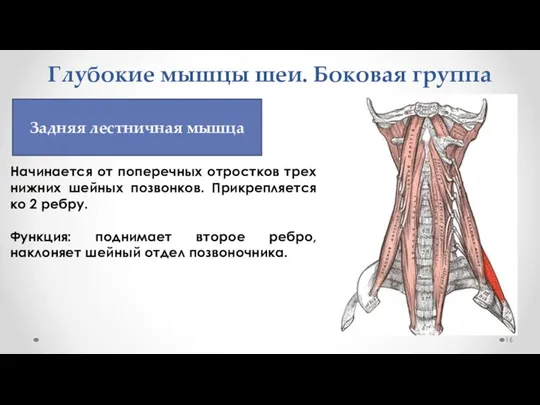 Глубокие мышцы шеи. Боковая группа Начинается от поперечных отростков трех нижних шейных