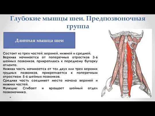 Глубокие мышцы шеи. Предпозвоночная группа Состоит из трех частей: верхней, нижней и