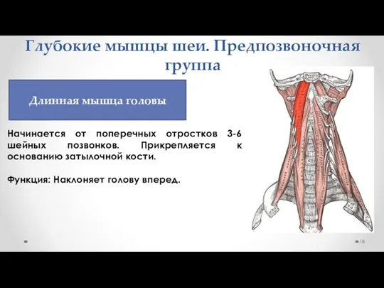 Глубокие мышцы шеи. Предпозвоночная группа Начинается от поперечных отростков 3-6 шейных позвонков.