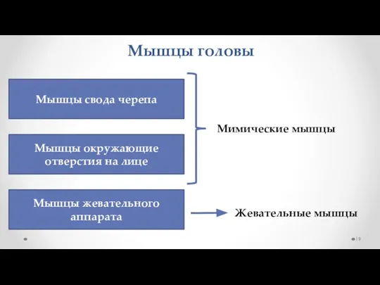 Мышцы головы Мышцы свода черепа Мышцы окружающие отверстия на лице Мышцы жевательного