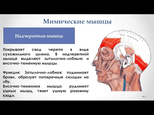 Мимические мышцы Покрывает свод черепа в виде сухожильного шлема. В надчерепной мышце