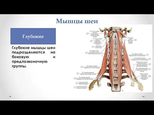 Мышцы шеи Глубокие Глубокие мышцы шеи подразделяются на боковую и предпозвоночную группы.