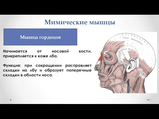 Мимические мышцы Начинается от носовой кости, прикрепляется к коже лба. Функция: при