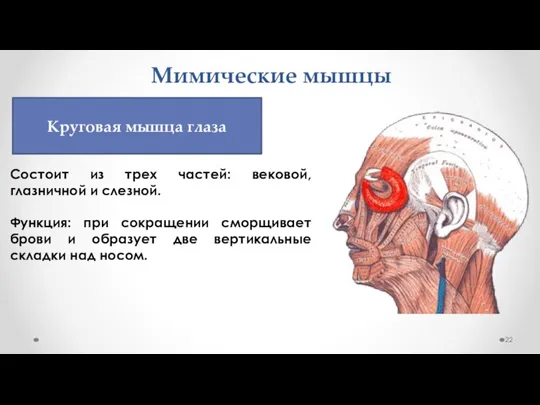 Мимические мышцы Состоит из трех частей: вековой, глазничной и слезной. Функция: при