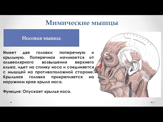 Мимические мышцы Имеет две головки: поперечную и крыльную. Поперечная начинается от альвеолярного