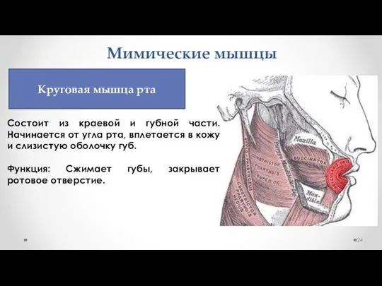 Мимические мышцы Состоит из краевой и губной части. Начинается от угла рта,