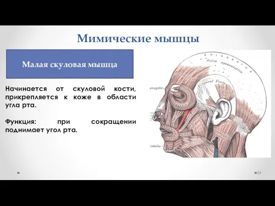 Мимические мышцы Начинается от скуловой кости, прикрепляется к коже в области угла