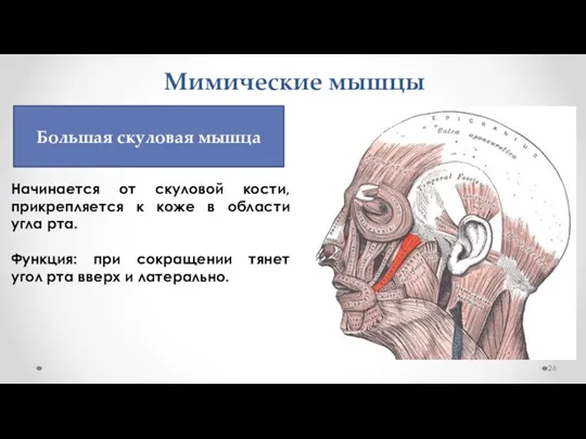 Мимические мышцы Начинается от скуловой кости, прикрепляется к коже в области угла