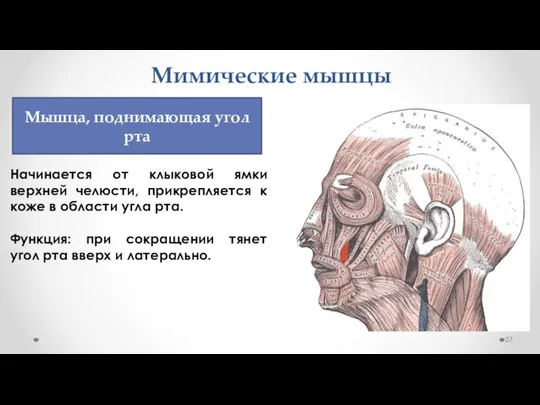 Мимические мышцы Начинается от клыковой ямки верхней челюсти, прикрепляется к коже в