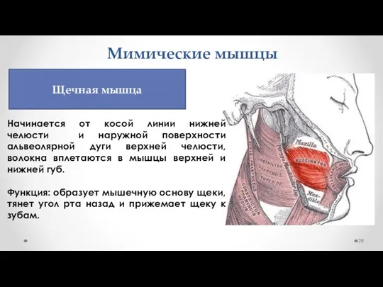 Мимические мышцы Начинается от косой линии нижней челюсти и наружной поверхности альвеолярной