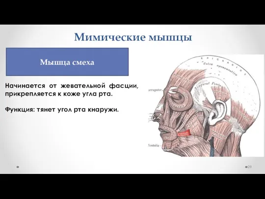 Мимические мышцы Начинается от жевательной фасции, прикрепляется к коже угла рта. Функция: