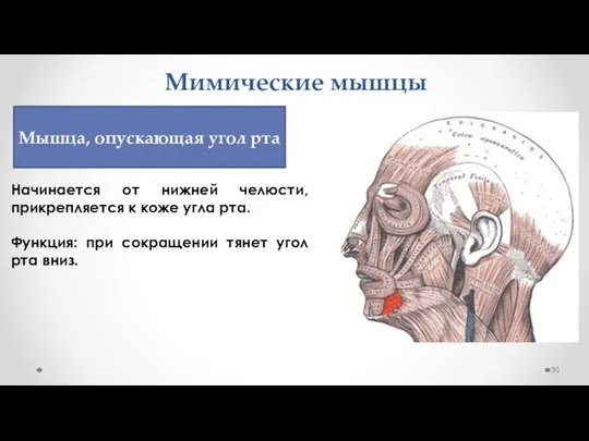 Мимические мышцы Начинается от нижней челюсти, прикрепляется к коже угла рта. Функция: