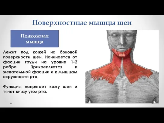 Поверхностные мышцы шеи Лежит под кожей на боковой поверхности шеи. Начинается от