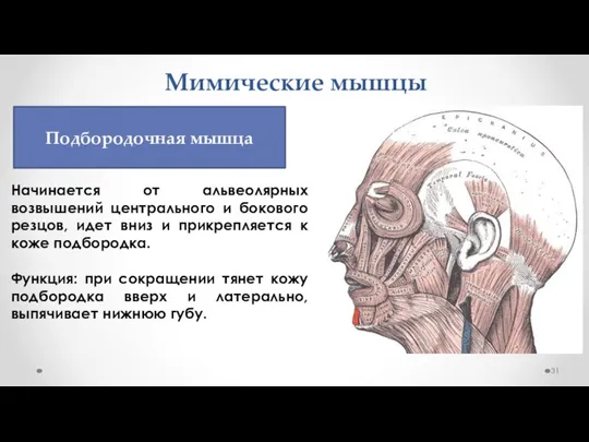 Мимические мышцы Начинается от альвеолярных возвышений центрального и бокового резцов, идет вниз