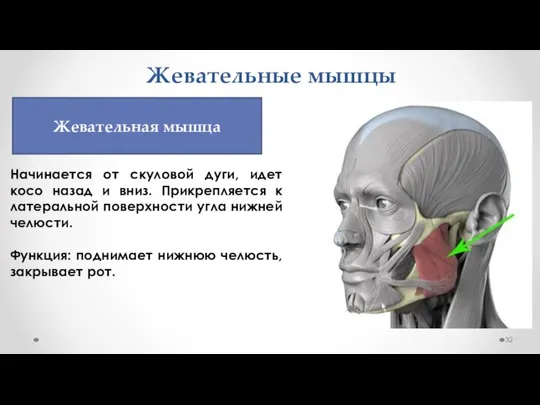 Жевательные мышцы Начинается от скуловой дуги, идет косо назад и вниз. Прикрепляется