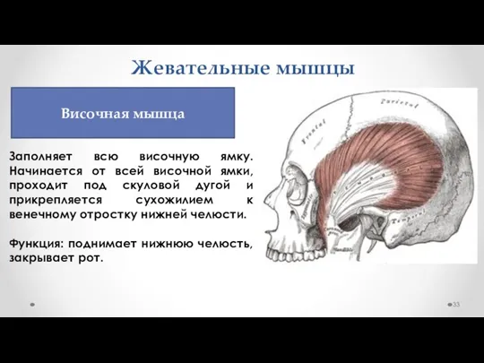 Жевательные мышцы Заполняет всю височную ямку. Начинается от всей височной ямки, проходит