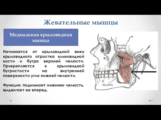 Жевательные мышцы Начинается от крыловидной ямки крыловидного отростка клиновидной кости и бугра