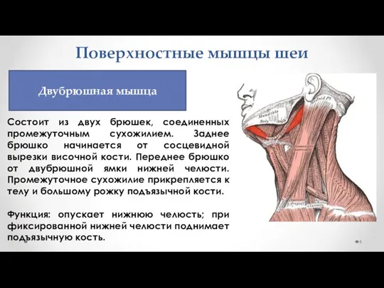 Поверхностные мышцы шеи Состоит из двух брюшек, соединенных промежуточным сухожилием. Заднее брюшко