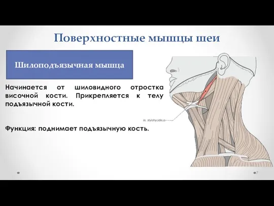 Поверхностные мышцы шеи Начинается от шиловидного отростка височной кости. Прикрепляется к телу