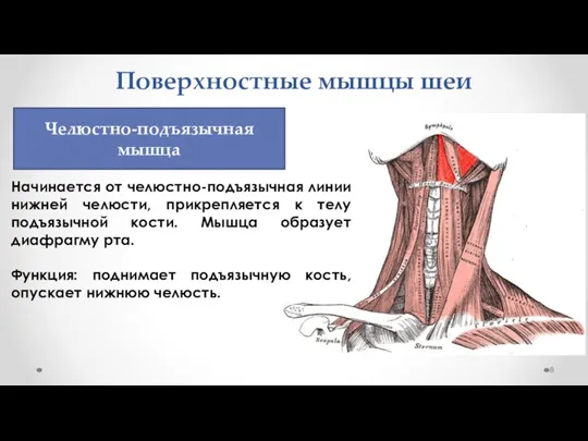 Поверхностные мышцы шеи Начинается от челюстно-подъязычная линии нижней челюсти, прикрепляется к телу