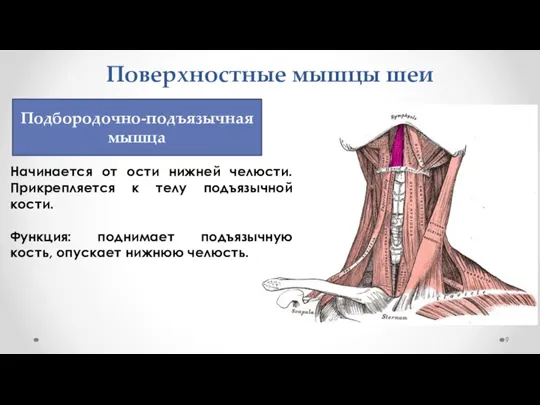 Поверхностные мышцы шеи Начинается от ости нижней челюсти. Прикрепляется к телу подъязычной