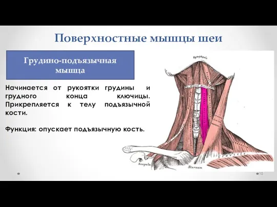 Поверхностные мышцы шеи Начинается от рукоятки грудины и грудного конца ключицы. Прикрепляется