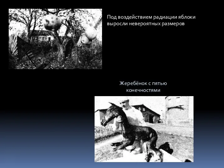 Под воздействием радиации яблоки выросли невероятных размеров Жеребёнок с пятью конечностями