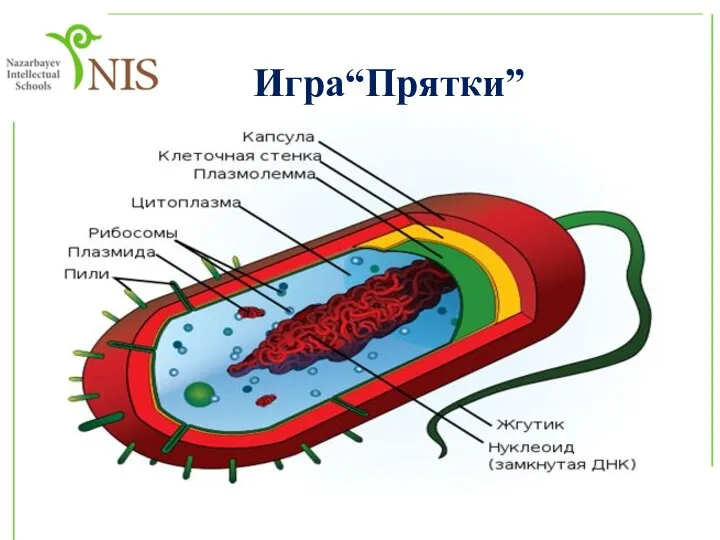 Игра“Прятки”