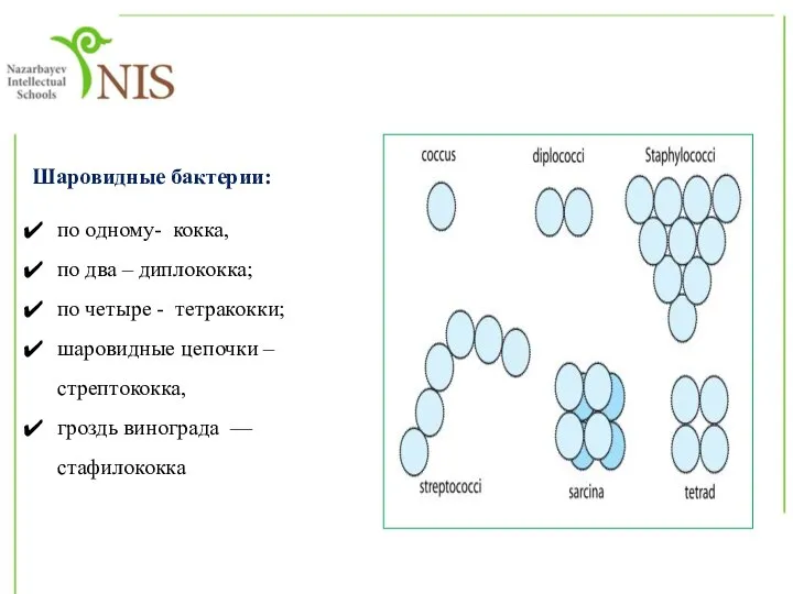 Шаровидные бактерии: по одному- кокка, по два – диплококка; по четыре -