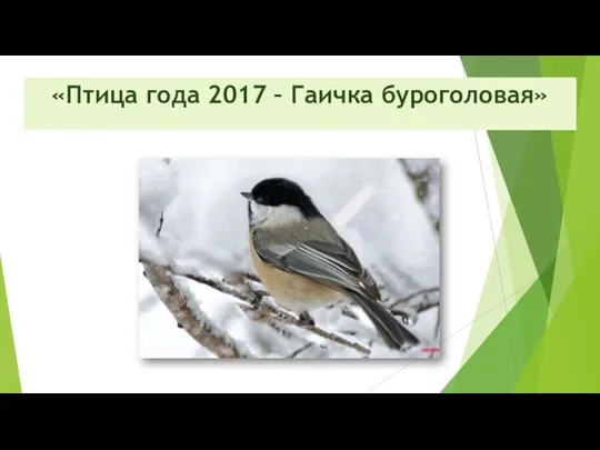 «Птица года 2017 – Гаичка буроголовая»