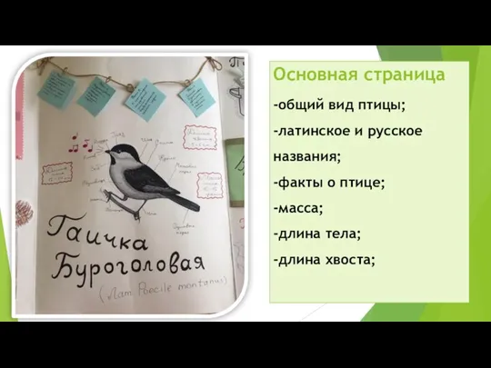 Основная страница -общий вид птицы; -латинское и русское названия; -факты о птице;