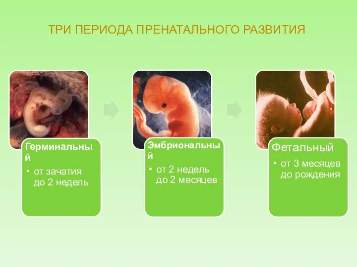 ТРИ ПЕРИОДА ПРЕНАТАЛЬНОГО РАЗВИТИЯ