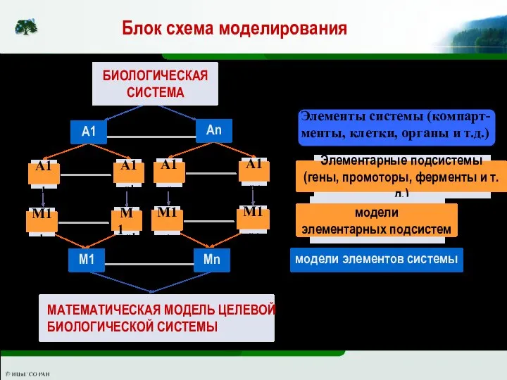 Элементы системы (компарт- менты, клетки, органы и т.д.) Блок схема моделирования