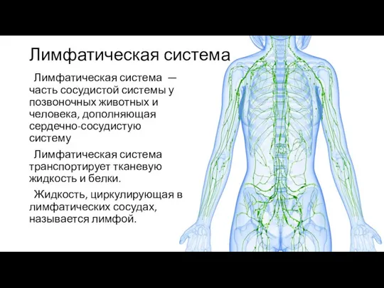 Лимфатическая система Лимфатическая система — часть сосудистой системы у позвоночных животных и