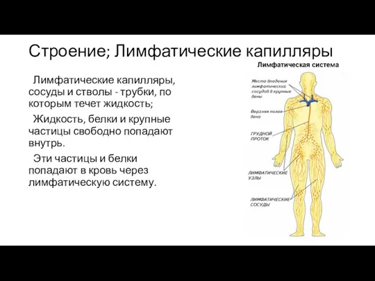 Строение; Лимфатические капилляры Лимфатические капилляры, сосуды и стволы - трубки, по которым