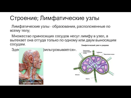 Строение; Лимфатические узлы Лимфатические узлы - образования, расположенные по всему телу; Множество