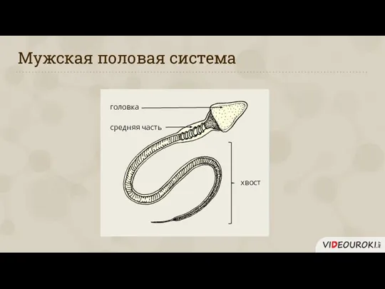 Мужская половая система головка средняя часть хвост