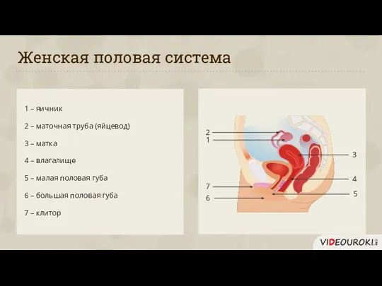 Женская половая система 1 – яичник 2 – маточная труба (яйцевод) 3