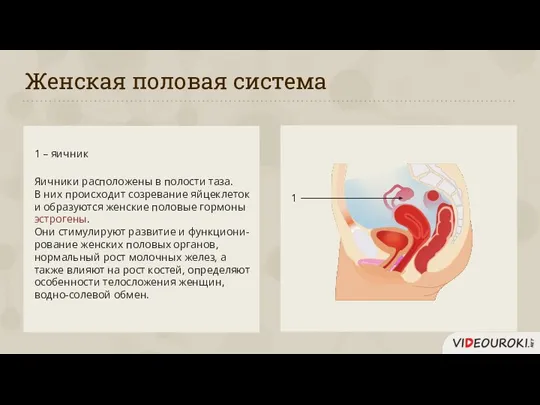 Женская половая система 1 – яичник Яичники расположены в полости таза. В