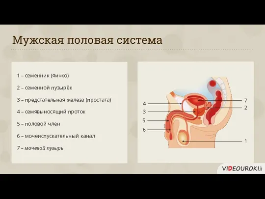 Мужская половая система 1 – семенник (яичко) 2 – семенной пузырёк 3