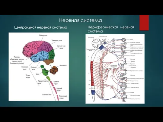 Нервная система Центральная нервная система Периферическая нервная система