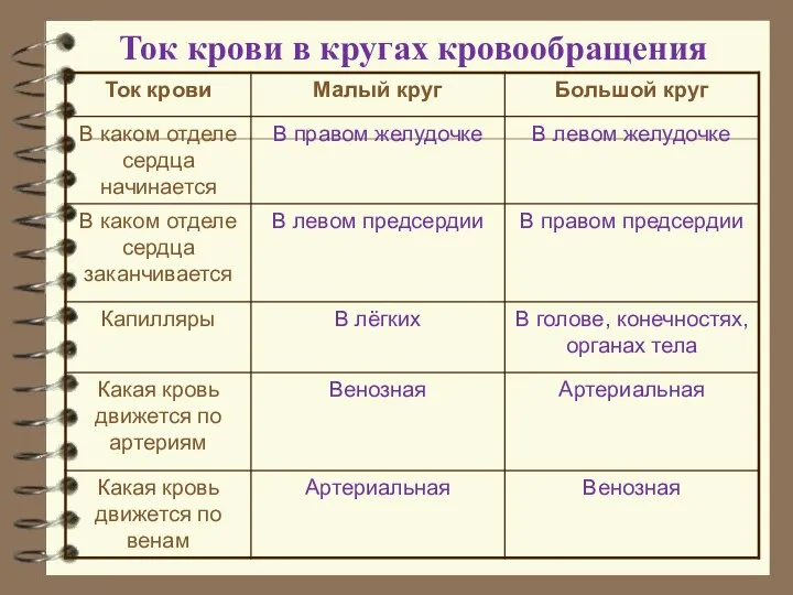 Ток крови в кругах кровообращения