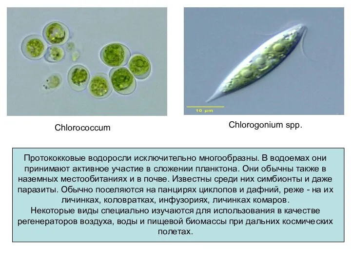 Chlorococcum Chlorogonium spp. Протококковые водоросли исключительно многообразны. В водоемах они принимают активное