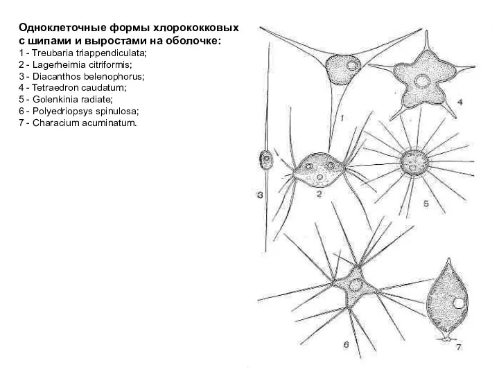 Одноклеточные формы хлорококковых с шипами и выростами на оболочке: 1 - Treubaria