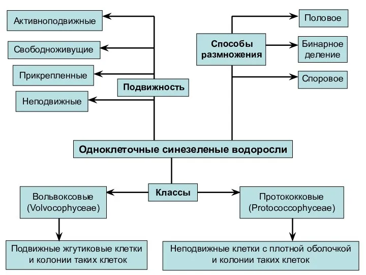 Одноклеточные синезеленые водоросли Вольвоксовые (Volvocophyceae) Протококковые (Protococcophyceae) Подвижные жгутиковые клетки и колонии