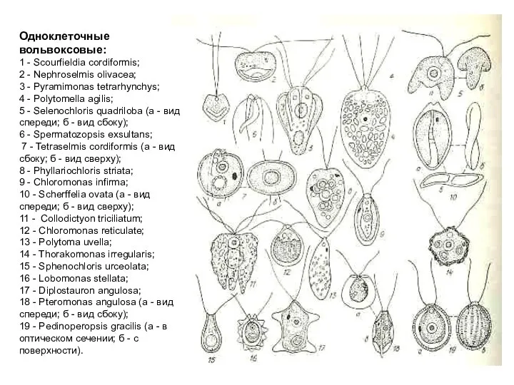 Одноклеточные вольвоксовые: 1 - Scourfieldia cordiformis; 2 - Nephroselmis olivacea; 3 -