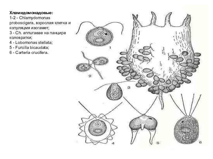 Хламидомонадовые: 1-2 - Chlamydomonas proboscigera, взрослая клетка и копуляцмя изогамет; 3 -