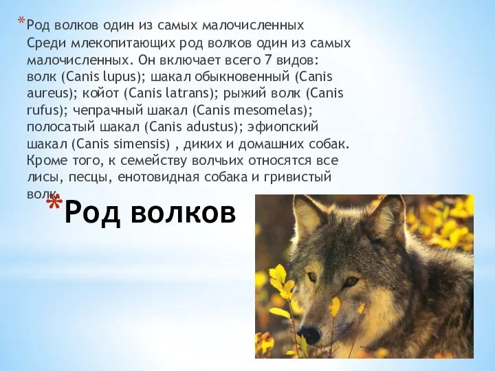 Род волков Род волков один из самых малочисленных Среди млекопитающих род волков