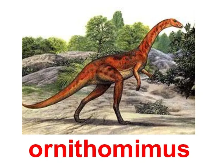 ornithomimus